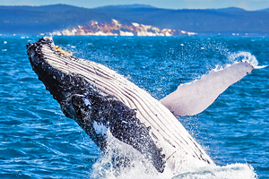 Things to Do in Hervey Bay