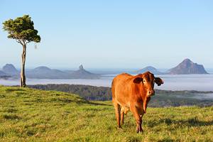 Things to Do in Maleny