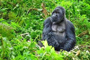 Attractions & Things to Do in Rwanda