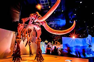 Museums in Houston