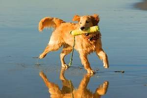 Dog-Friendly Vacations in the United States