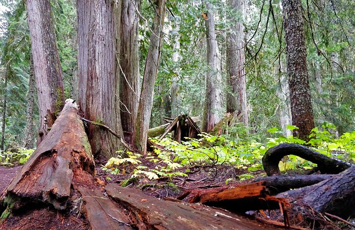 Ancient Cedars Trail